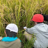 カマでの作業は大変！稲刈り体験