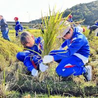 稲刈りで米作りの苦労を知る　５年生社会