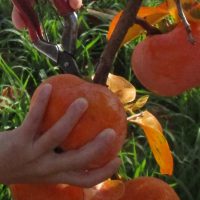 保護中: 柿の収穫