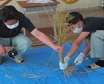 保護中: 米づくり学習会