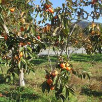 保護中: 柿の収穫
