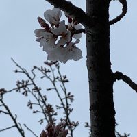 芥見小学校　桜開花！