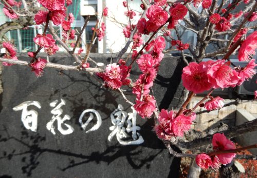R４　梅の開花（１００周年記念式典で植樹した梅）