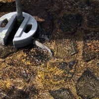 １年郡上研修で鮎つかみが始まりました