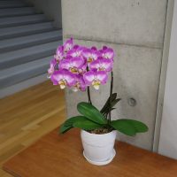 いじめを見逃さない日【６月３日（火）】
