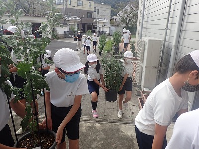 保護中: 三連休中の台風に備えて「菊の避難」