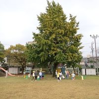 保護中: 【４年生】ぎんなん ひろい