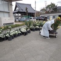 保護中: ４年生の菊が帰校☆運搬ボランティア！！