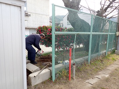 桜の木：春準備