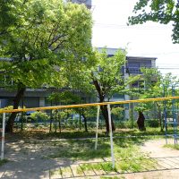 【開花】なんじゃ もんじゃ