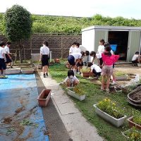 保護中: 【４年】園芸委員会・地域の方と
