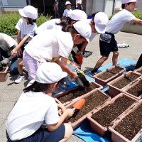 保護中: 【４年生】プランター苗の植えかえ