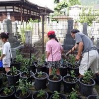 保護中: 【４年生】地域の方と「菊」の植え替え