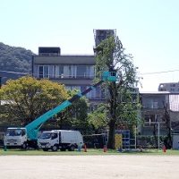 大イチョウ、剪定!