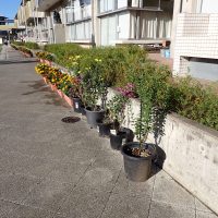 【４年生】花・菊の様子