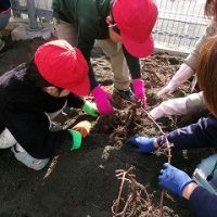 保護中: 【１年生】いもほり