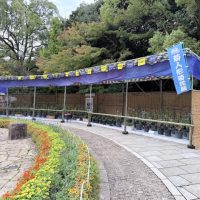 菊人形・菊花展2025