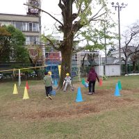 保護中: 【４年生】ぎんなんひろい