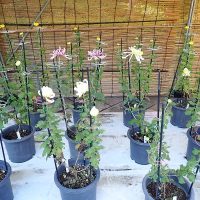 【開花状況】菊人形・菊花展2025