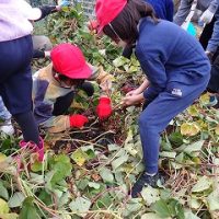 保護中: 【すくすく】いもほり