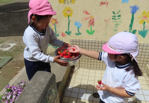 たいよう組（5歳児）今週の一場面