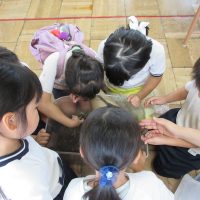 たいよう組（5歳児）今週の一場面