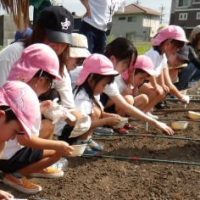 冬野菜の種まき（大根・かぶ）