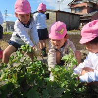 ５歳児が芋掘りをしました！
