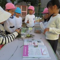 たいよう組（５歳児）　今週の一場面