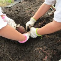 こあら組（3歳児）今週の一場面