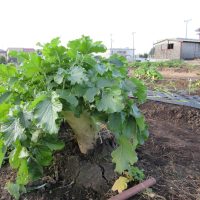 冬野菜の収穫時期です！！