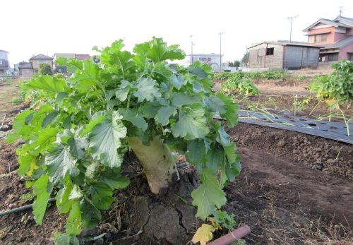 冬野菜の収穫時期です！！