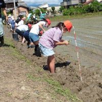 保護中: 5年生　田植えに挑戦