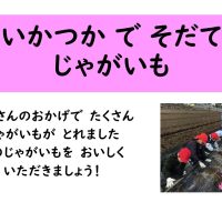 日野で育ったじゃがいもを給食で味わいました