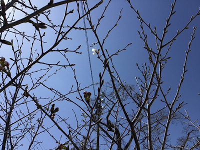 桜ライン記念植樹の桜が咲きました