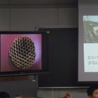 ミツバチのおかげ