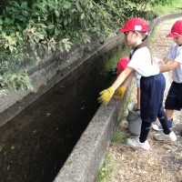ホタルが育つといいな！カワニナの放流