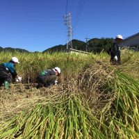 稲刈り　コメが実りました