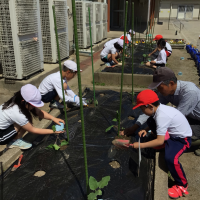 生活科「大きくそだて わたしの野さい」