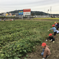 １年生　生活科　さつまいも畑