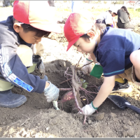 １・２年生　サツマイモ収穫！！
