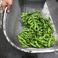 若草学級　枝豆の収穫