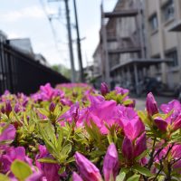 仲間と創りあげる体育祭　５/１(木)