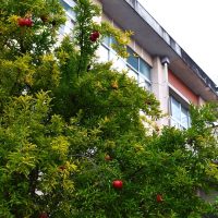 加中プロフェッショナル ～仕事の流儀～　１０/２９（水）