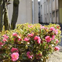 生徒会主催 音楽鑑賞会　２/１８(水)