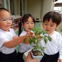 ひまわり組（3歳児）今週の一場面
