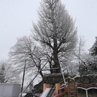 大いちょう１０