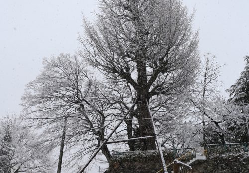 大いちょう１０