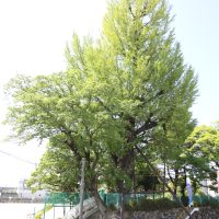 大いちょう１１