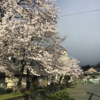 4/4 桜はまだまだ頑張っています！